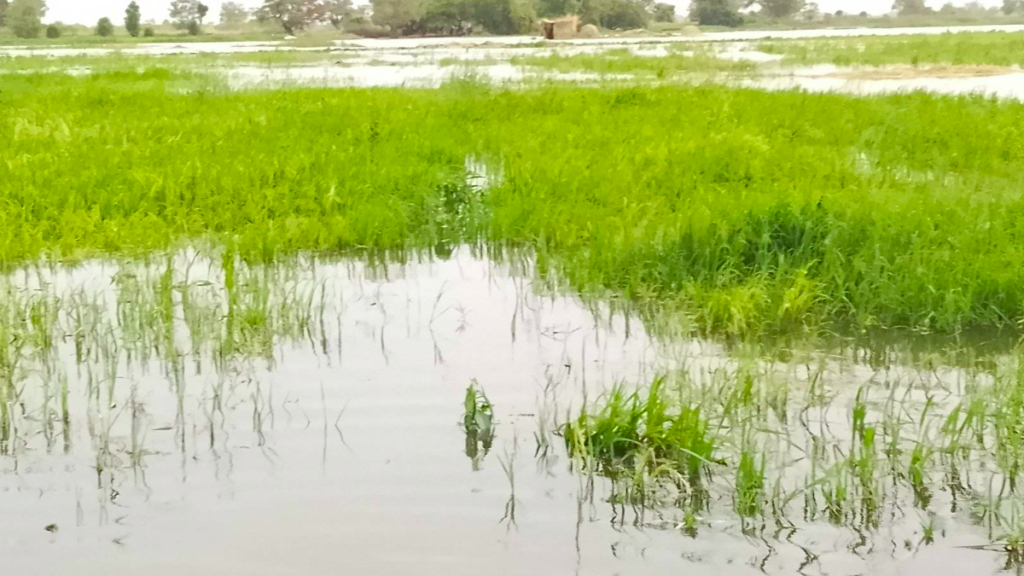 Floodwater standing across a rice paddy field at Mokwa, the young crop half submerged and the water reaching back to the village on the horizon.